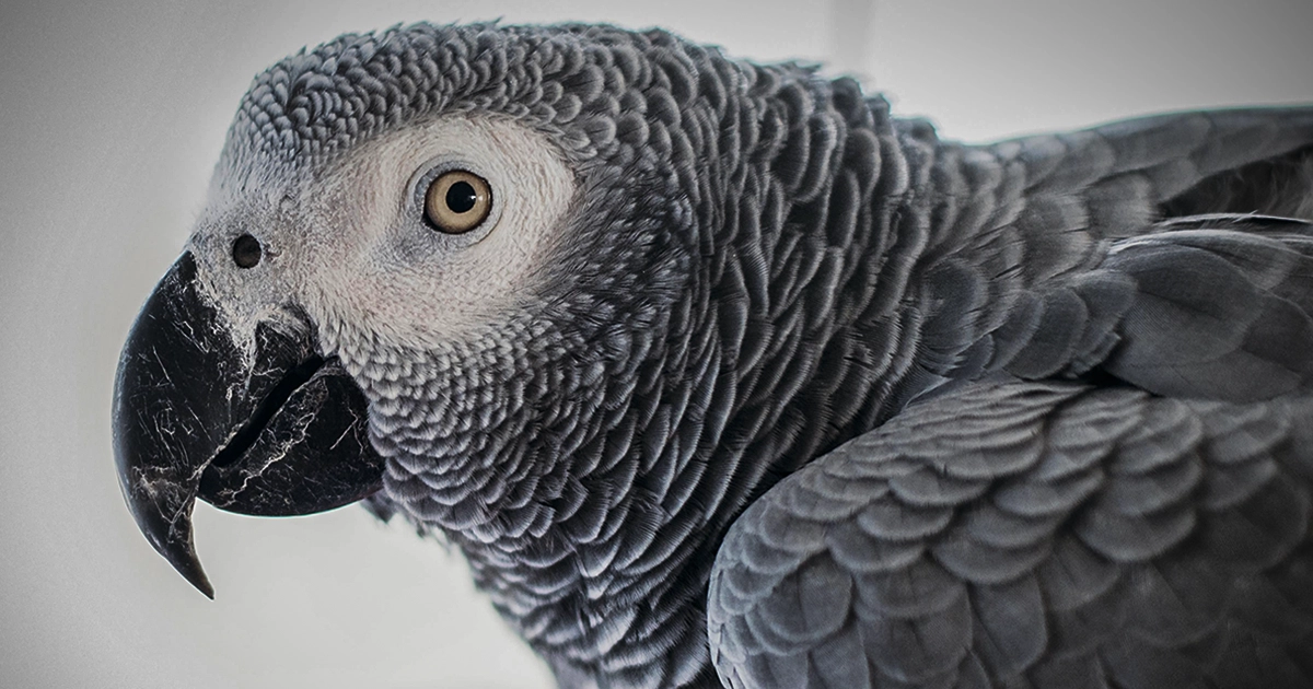 Imagem de capa do Conto Òdídẹ̀rẹ̀, o Pássaro Sagrado e a Beleza Verdadeira. A Imagem tem um papagaio cinzento da costa africana em plano grande