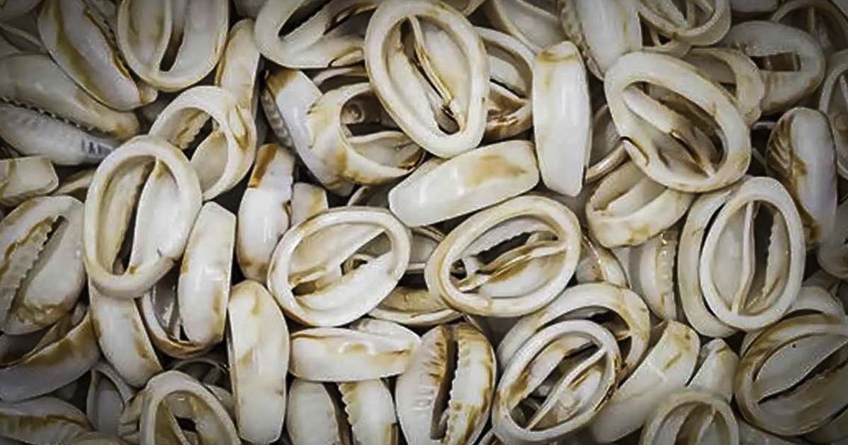 Imagem de búzios representando o artigo Jogo de Búzios Online: Como Reconhecer Golpes Espirituais e Proteger Seu Axé